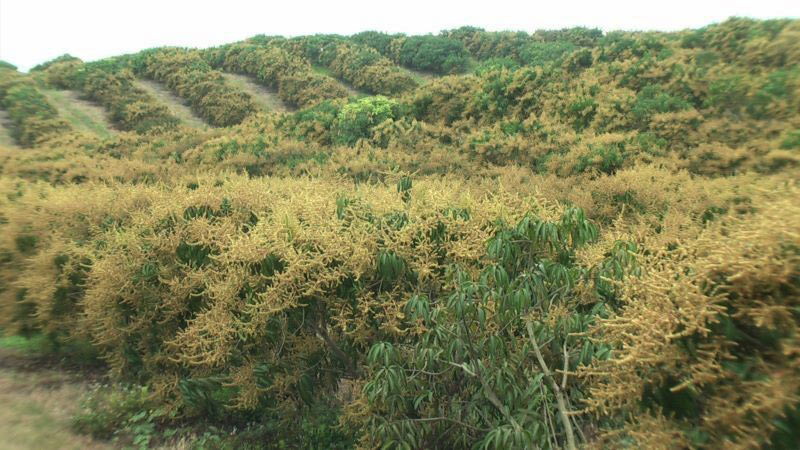 Vista general de una plantación de cultivo de mango en etapa de floración en Cerecita, Guayas.