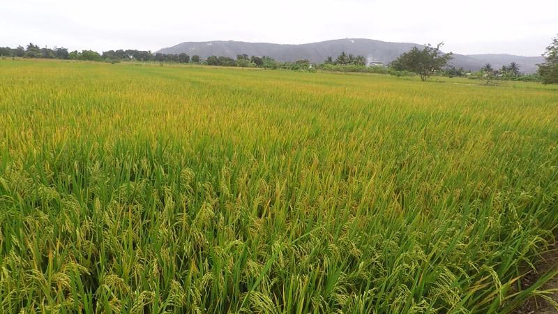 Cultivo de arroz en etapa de maduración en Daule, provincia del Guayas. 