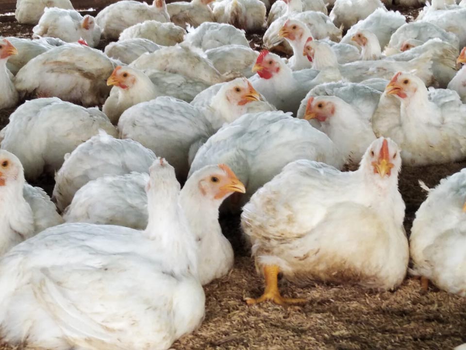 granja de pollos broiler o pollo asado de carne tradicional de 6 semanas en Chongón, Guayas.