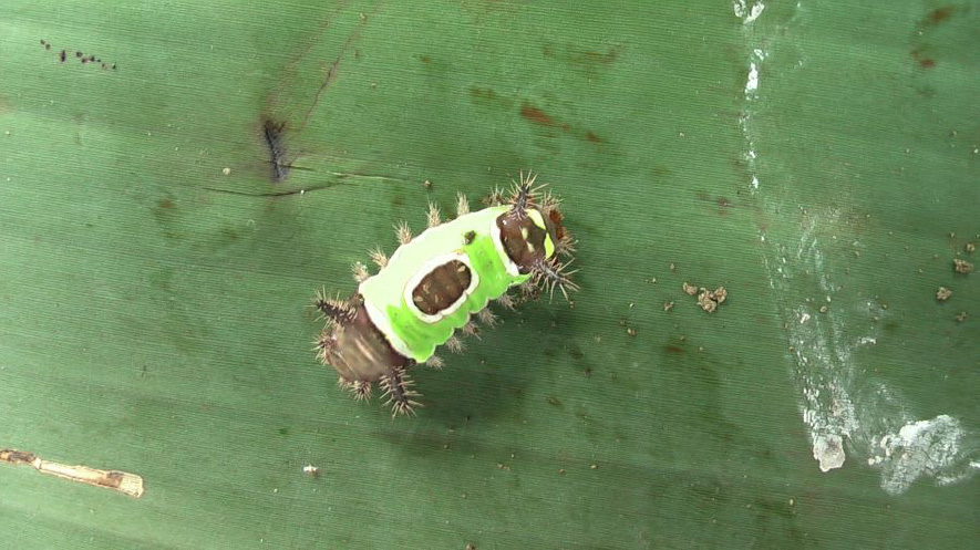 Oruga caterpillar miembro del orden de insectos lepidóptera sobre una superficie verde 