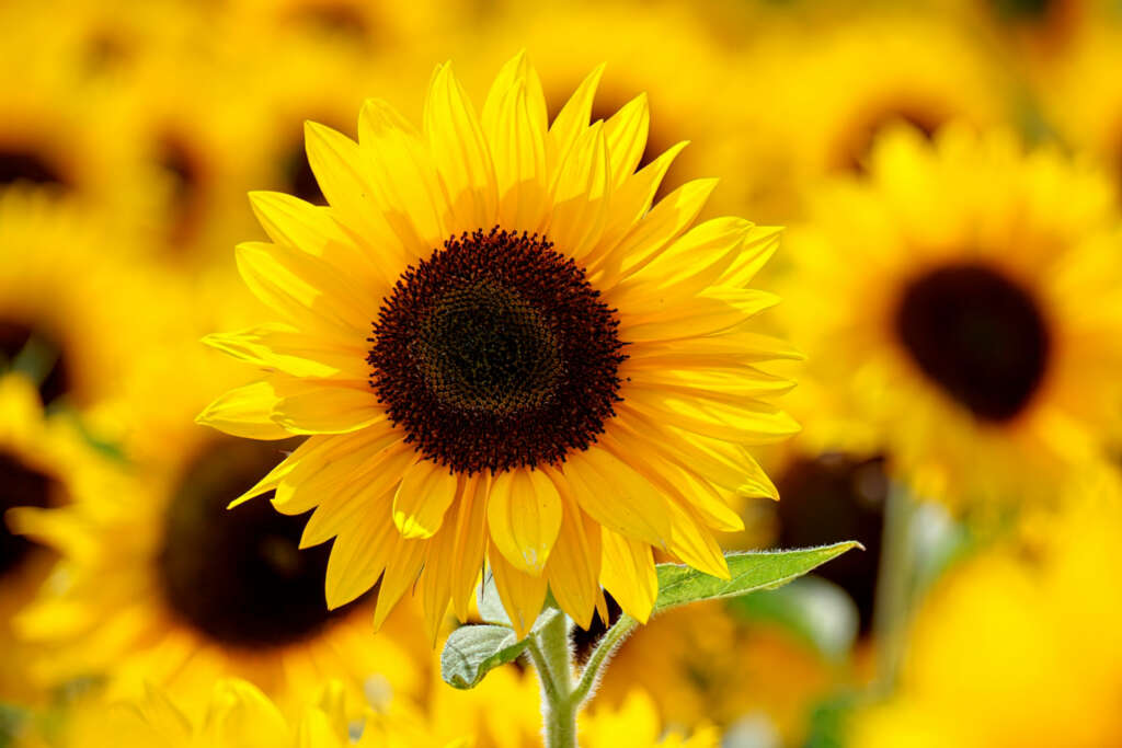 Flores de verano