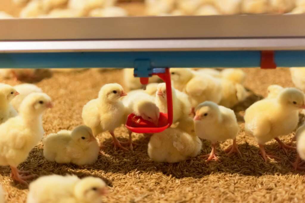 La alimentación perfecta para pollitos bebés